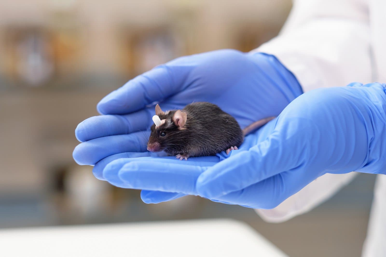 Mouse with a double canula implant targeting the hippocampus, to deliver drug intracranially. The canula is protected by a screw-on cap, to protect the implant. Post-surgery mice recover for a week for the skin around the implant to fully heal. Animals can live with this implant for several months, and are used to the researcher removing the protective cap and later infusing the drugs, which does not hurt them as there are no pain receptors in the brain. 