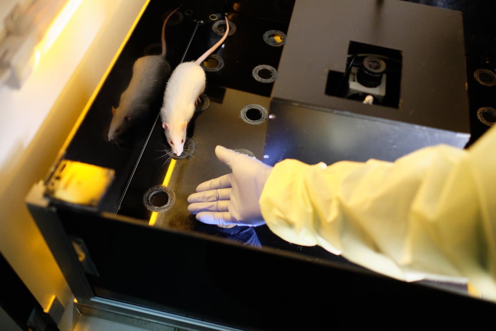 Gnawing box used to characterize rat behavior. Biting and gnawing are characteristic behaviors of rodents, and if done excesivelly it can indicate congitive malfunction.