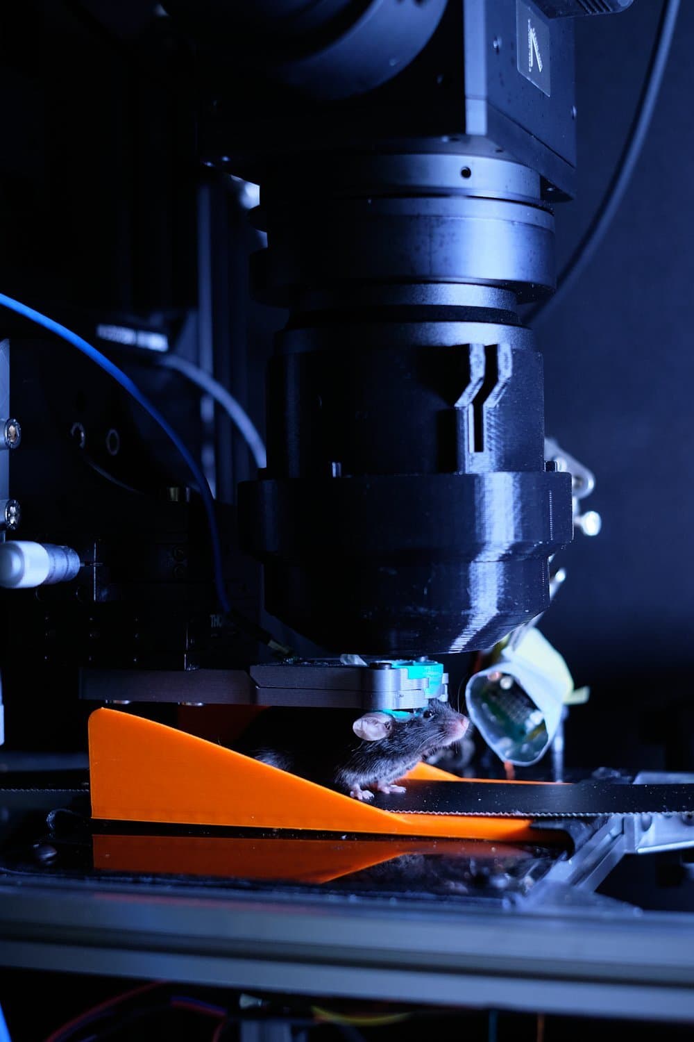 Head-fixed mouse in a two-photon calcium imaging setup. The animal is observing a virtual reality maze, and can navigate forward by walking on a movable belt.