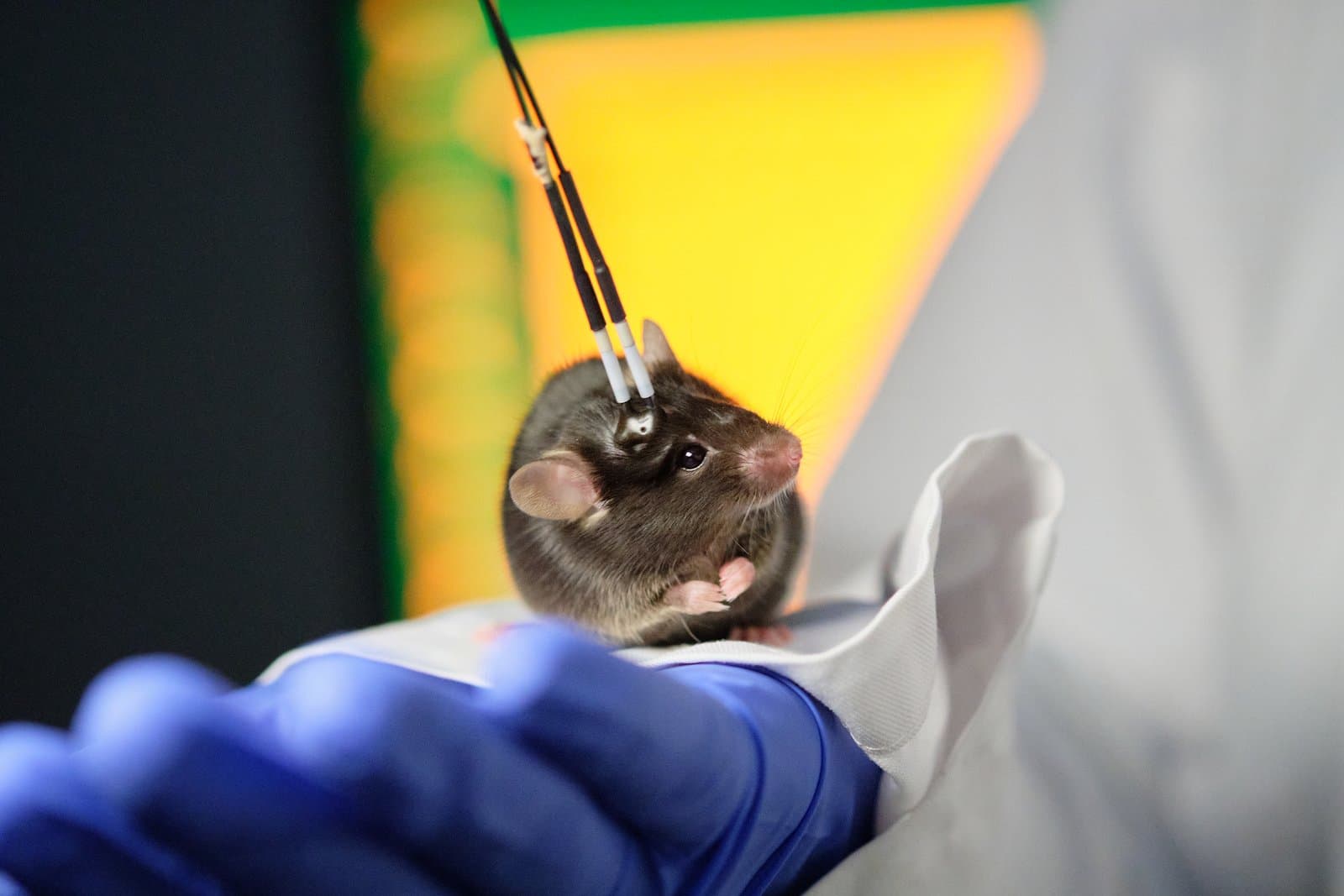 Mouse implanted with two optic fibers, in order to record neural activity by fiber photometry.
