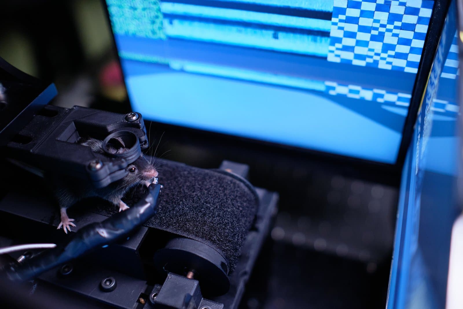 Head-fixed mouse running on a movable belt, while exploring a virtual environment. The animal is rewarded with soy-milk once particular goals are reached, which can be seen as a small hose in front of the face of the animal. 