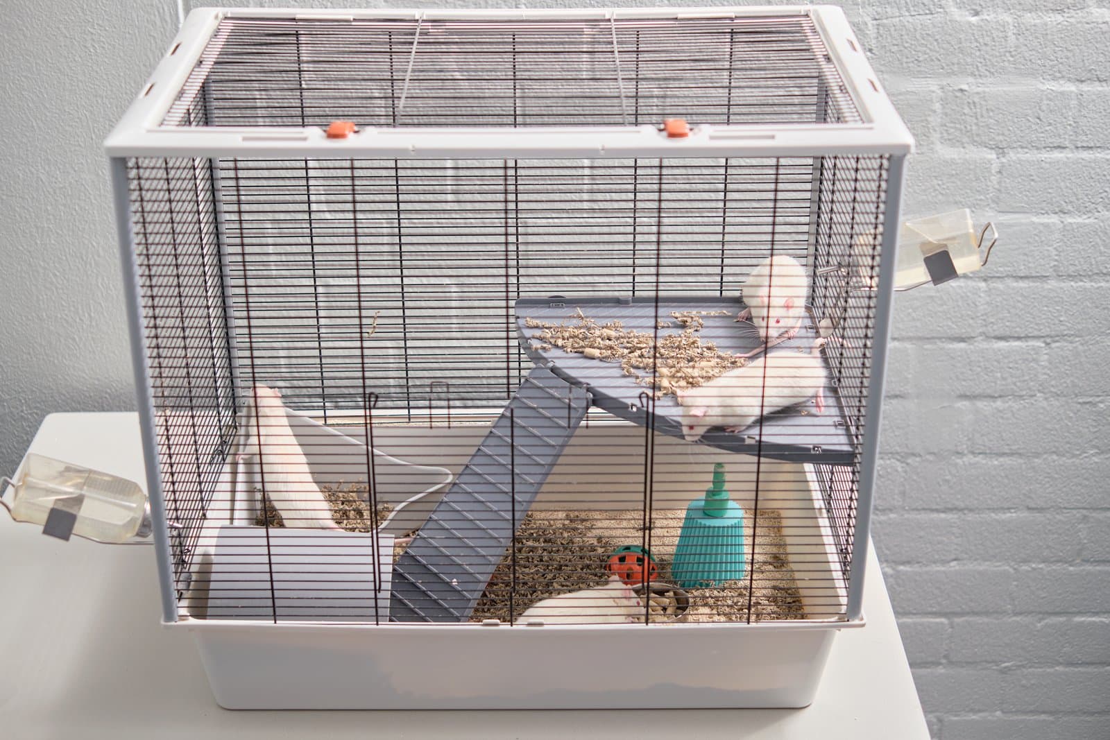 Rats are social animals and are housed in groups of four. An enriched environment is pictured here, with toys, two different levels, and alternative drinking placements. 