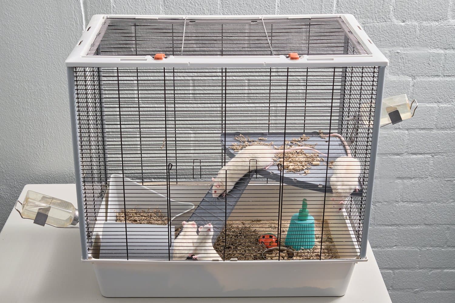 Rats are social animals and are housed in groups of four. An enriched environment is pictured here, with toys, two different levels, and alternative drinking placements. 