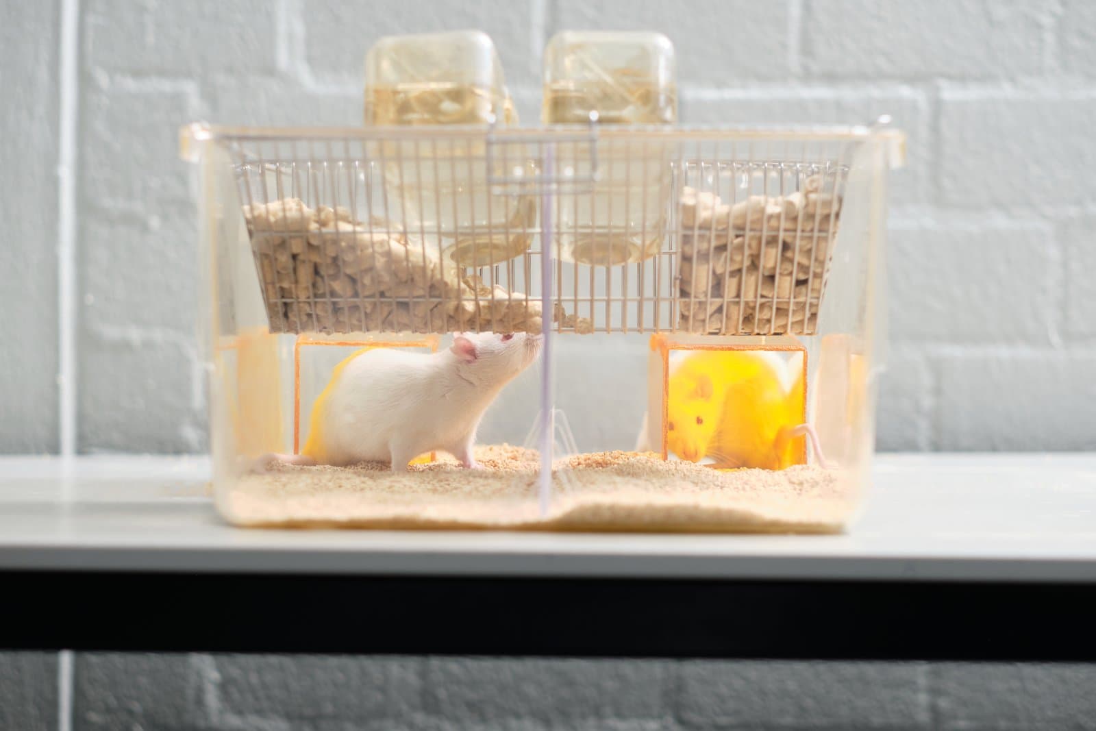 Rat cage housing two animals, separated by a divider. Animals can see and smell each other but not directly interact. In cases where animals need to be single-housed, alternatives such as these dividers can be applied to fulfil their social needs while still maintaining the individual control.