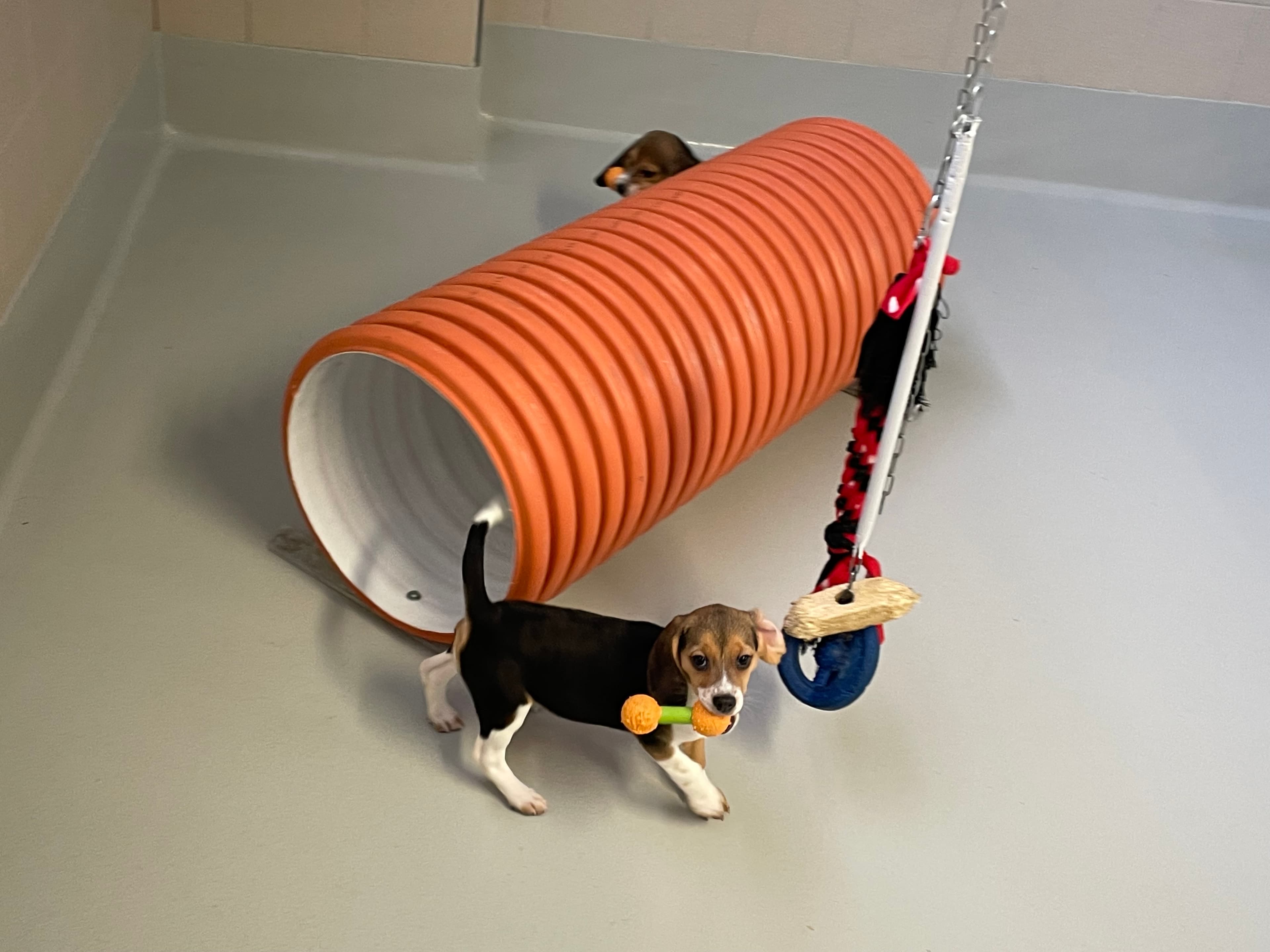 Dogs photo